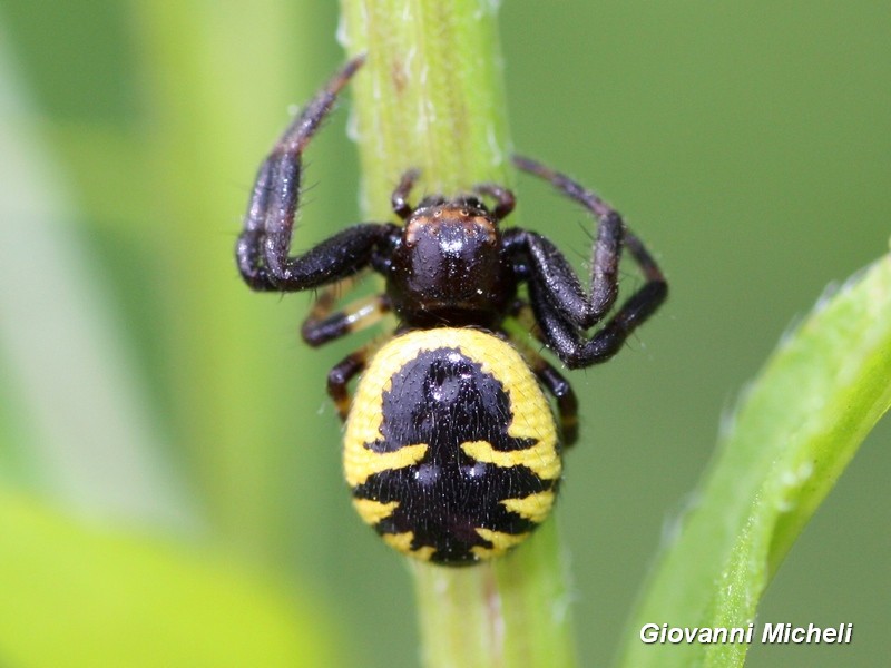 Synema globosum  - Pontevecchio (MI)